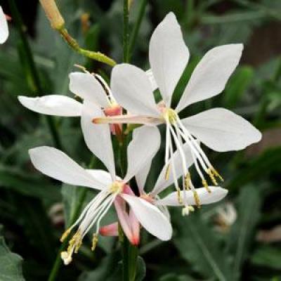 山桃草 烟花