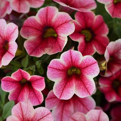 舞春花 草莓星