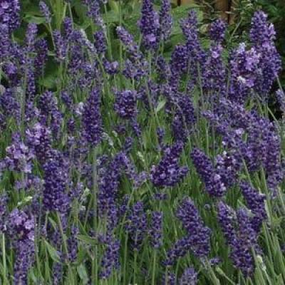 薰衣草 优雅系列