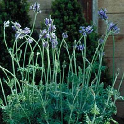 薰衣草 西班牙之眼