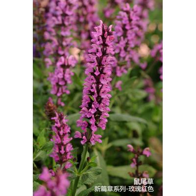 鼠尾草 新篇章系列