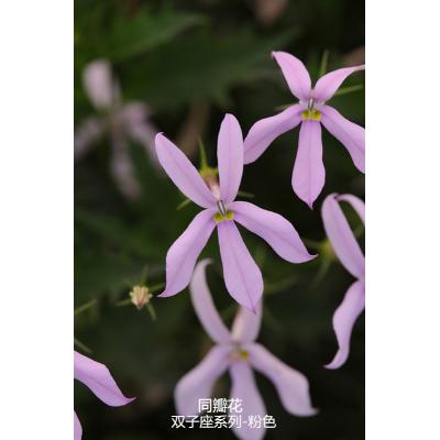 同瓣草 双子座系列