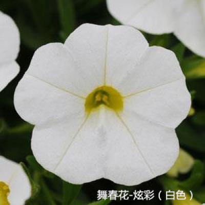 舞春花 炫彩系列