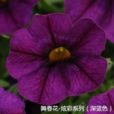 舞春花 炫彩系列