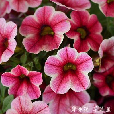 舞春花 草莓星