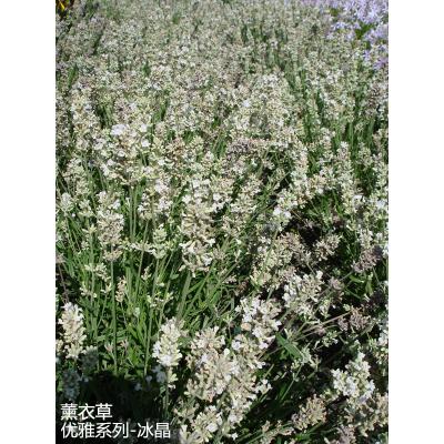 薰衣草 优雅系列