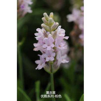 薰衣草 优雅系列