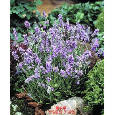 薰衣草 优雅系列