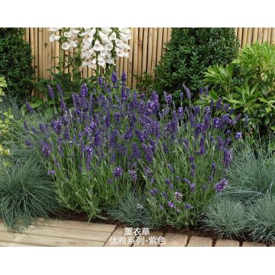 薰衣草 优雅系列