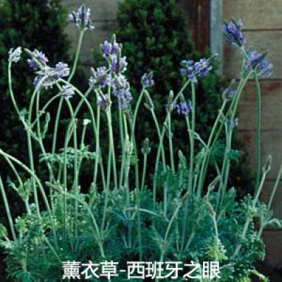 薰衣草 西班牙之眼