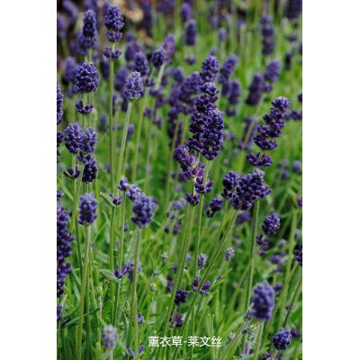 薰衣草 莱文丝