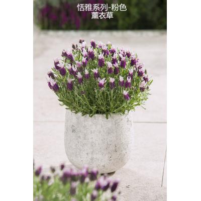 薰衣草 恬雅系列