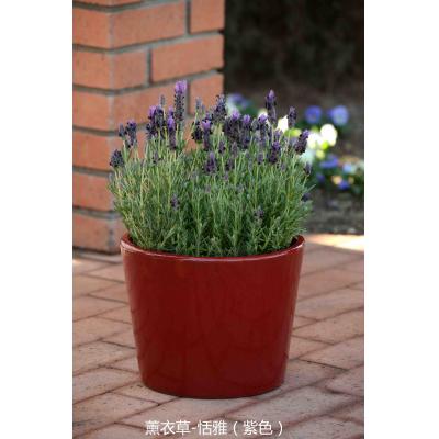 薰衣草 恬雅系列