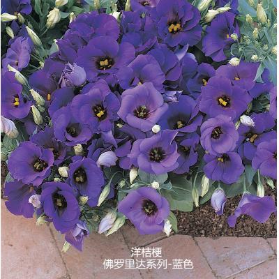 洋桔梗 佛罗里达系列