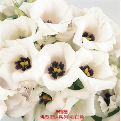 洋桔梗 佛罗里达系列