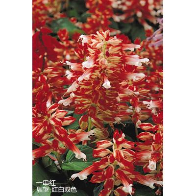 一串红 展望系列