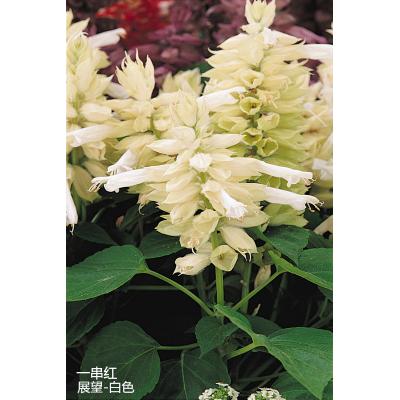 一串红 展望系列