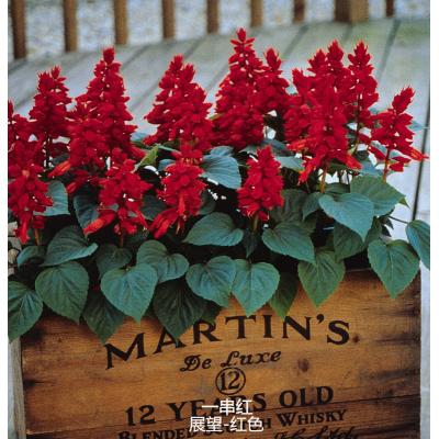 一串红 展望系列