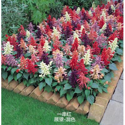 一串红 展望系列