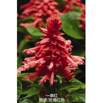 一串红 展望系列