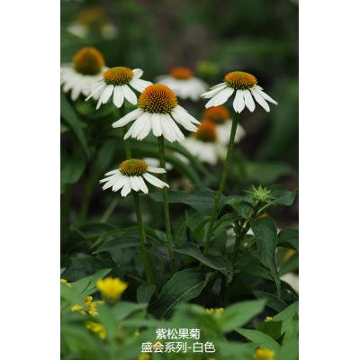 紫松果菊 盛会系列