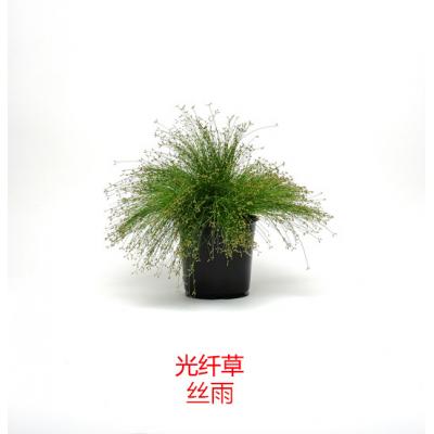 光纤草 丝雨