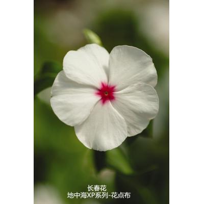 垂吊生长型长春花 地中海XP系列