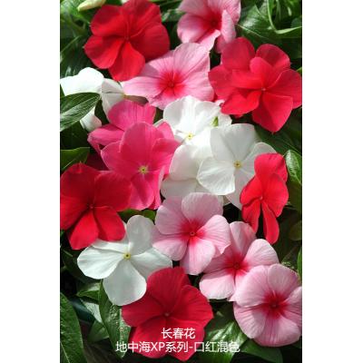 垂吊生长型长春花 地中海XP系列