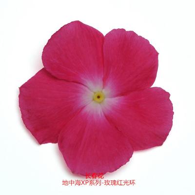 垂吊生长型长春花 地中海XP系列