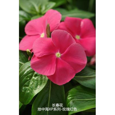 垂吊生长型长春花 地中海XP系列