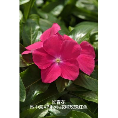垂吊生长型长春花 地中海XP系列