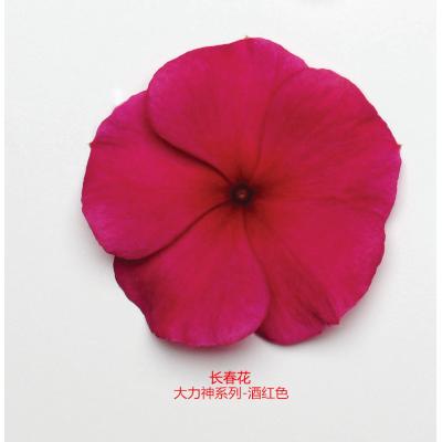 长春花 大力神系列