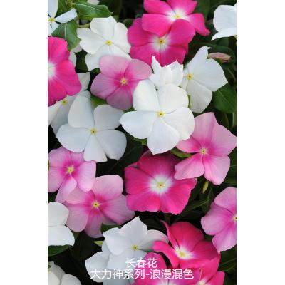 长春花 大力神系列
