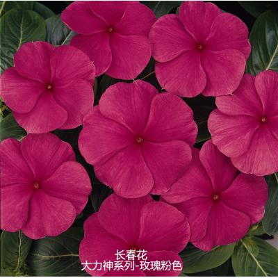 长春花 大力神系列