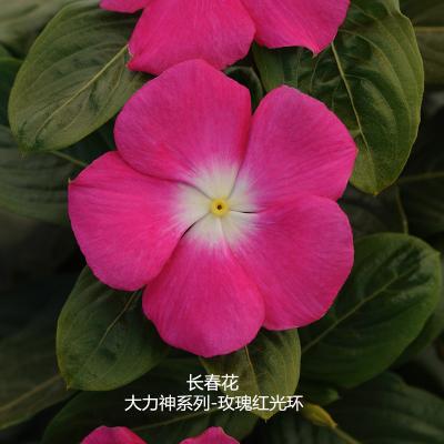 长春花 大力神系列