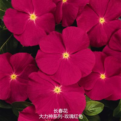 长春花 大力神系列