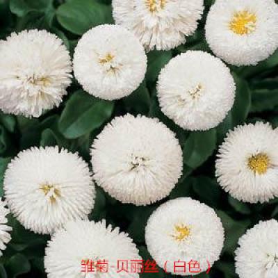 雏菊 贝丽丝系列