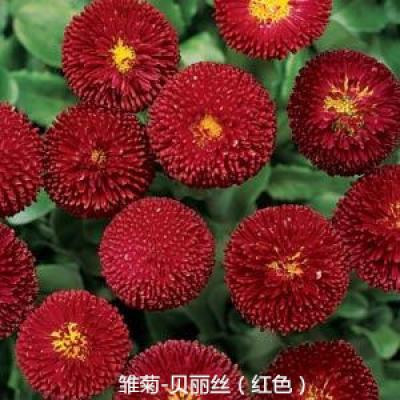 雏菊 贝丽丝系列