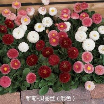 雏菊 贝丽丝系列