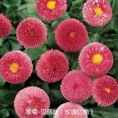 雏菊 贝丽丝系列