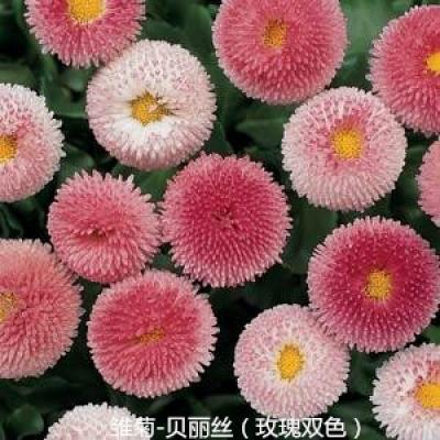 雏菊 贝丽丝系列
