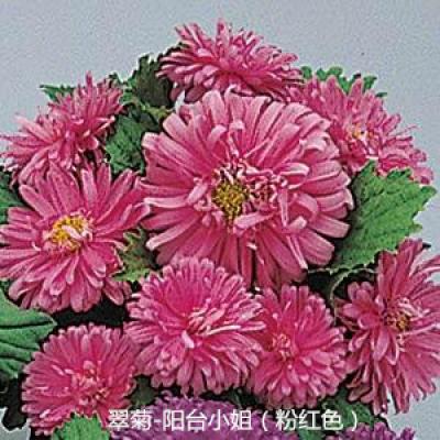 翠菊 阳台小姐系列