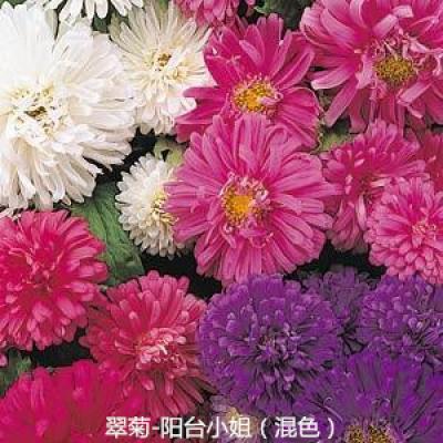 翠菊 阳台小姐系列