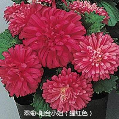 翠菊 阳台小姐系列