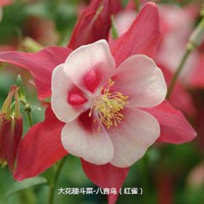 大花耧斗菜 八音鸟系列