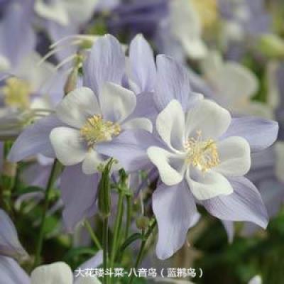 大花耧斗菜 八音鸟系列