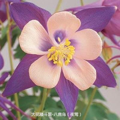 大花耧斗菜 八音鸟系列