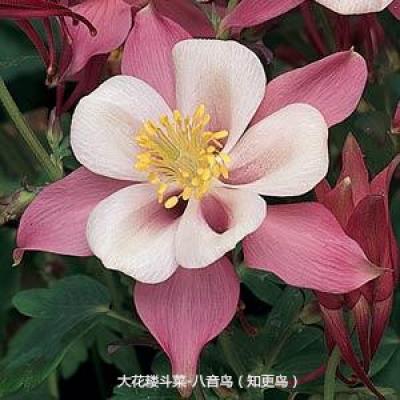 大花耧斗菜 八音鸟系列
