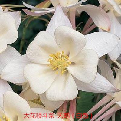 大花耧斗菜 天鹅系列