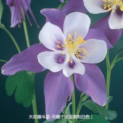 大花耧斗菜 天鹅系列